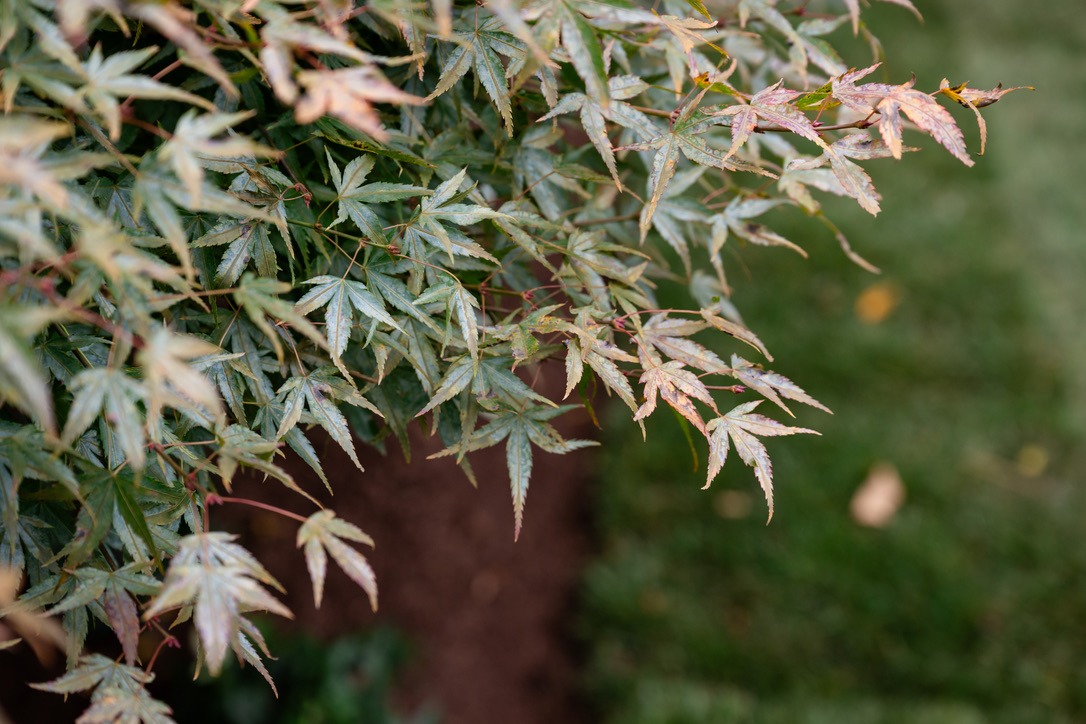 Close-up of green and reddish maple leaves on a branch, set against a blurred brown soil and green grass background.