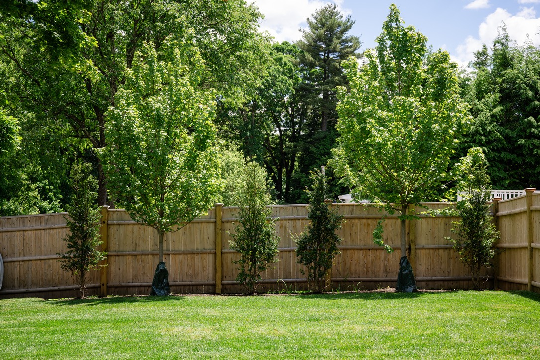 A lush, green backyard with a wooden fence and several young trees; serene, natural setting with blue sky visible above.