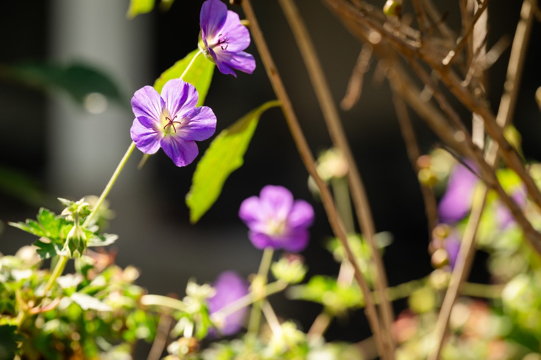 Close-up of vibrant purple flowers with green leaves, captured in sunlight. The background is blurred, focusing attention on delicate petals.