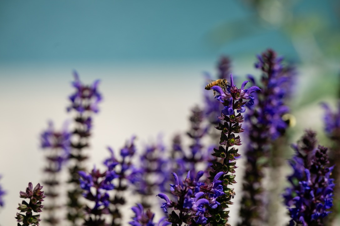 A bee perched on vibrant purple flowers, with a soft turquoise and white blurred background, highlighting the natural beauty and tranquility.