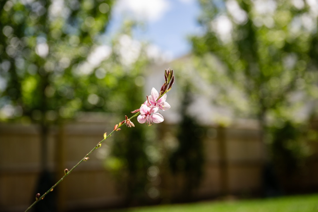 A pink flower on a thin stem is in focus against a blurred garden background with trees and wooden fence.