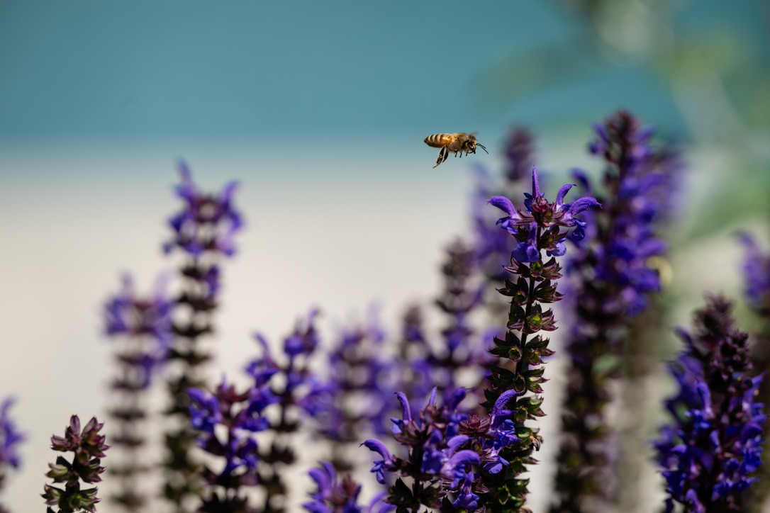 A bee hovers near vibrant purple flowers against a blurred background, capturing a moment in a natural garden setting.