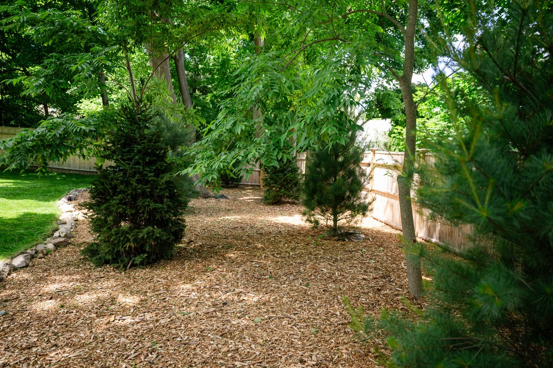 A lush garden with wood chips, small trees, and a wooden fence under bright daylight, surrounded by greenery and shaded areas.