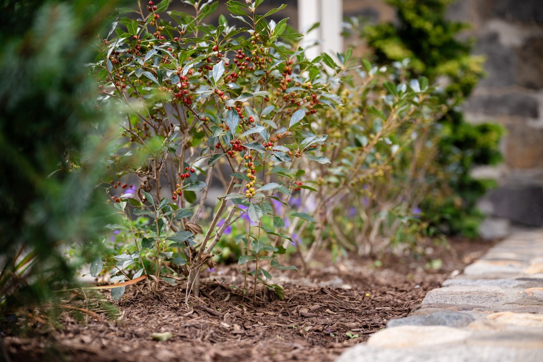 A row of bushes with red berries lines a stone pathway, next to a building with stone walls in a garden setting.