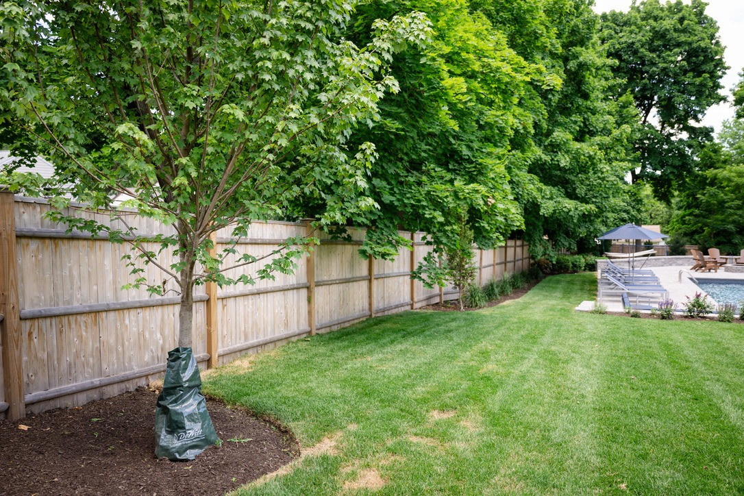 A well-maintained backyard features a newly planted tree, wooden fence, manicured lawn, and a pool with lounge chairs and umbrellas in view.