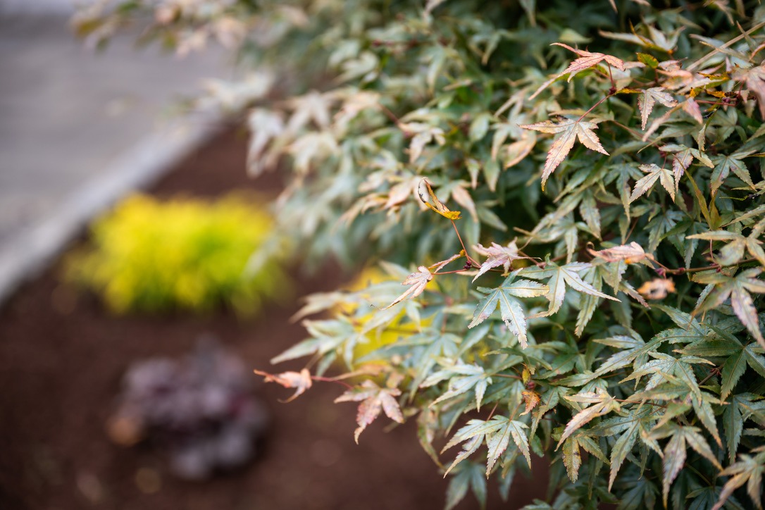 Close-up of green and yellow foliage with a blurred background, showcasing delicate leaves and vibrant garden colors. No recognizable landmarks are visible.