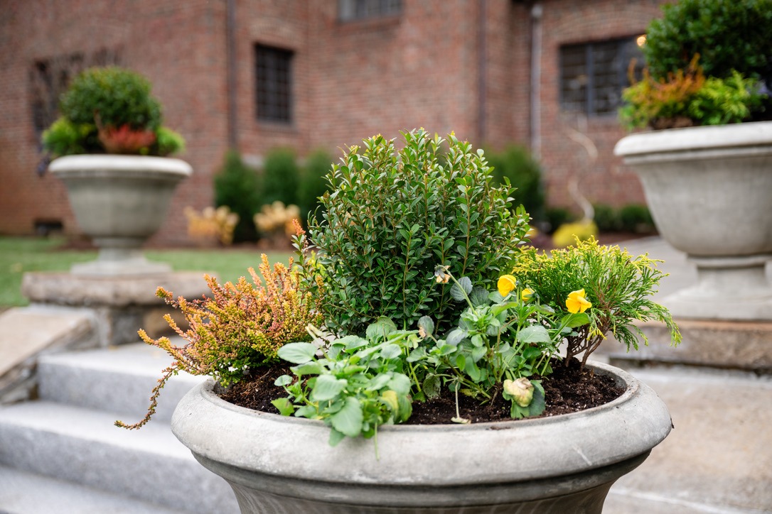 Ornamental plants in a large stone planter on steps, with a background of a brick building and additional planters.