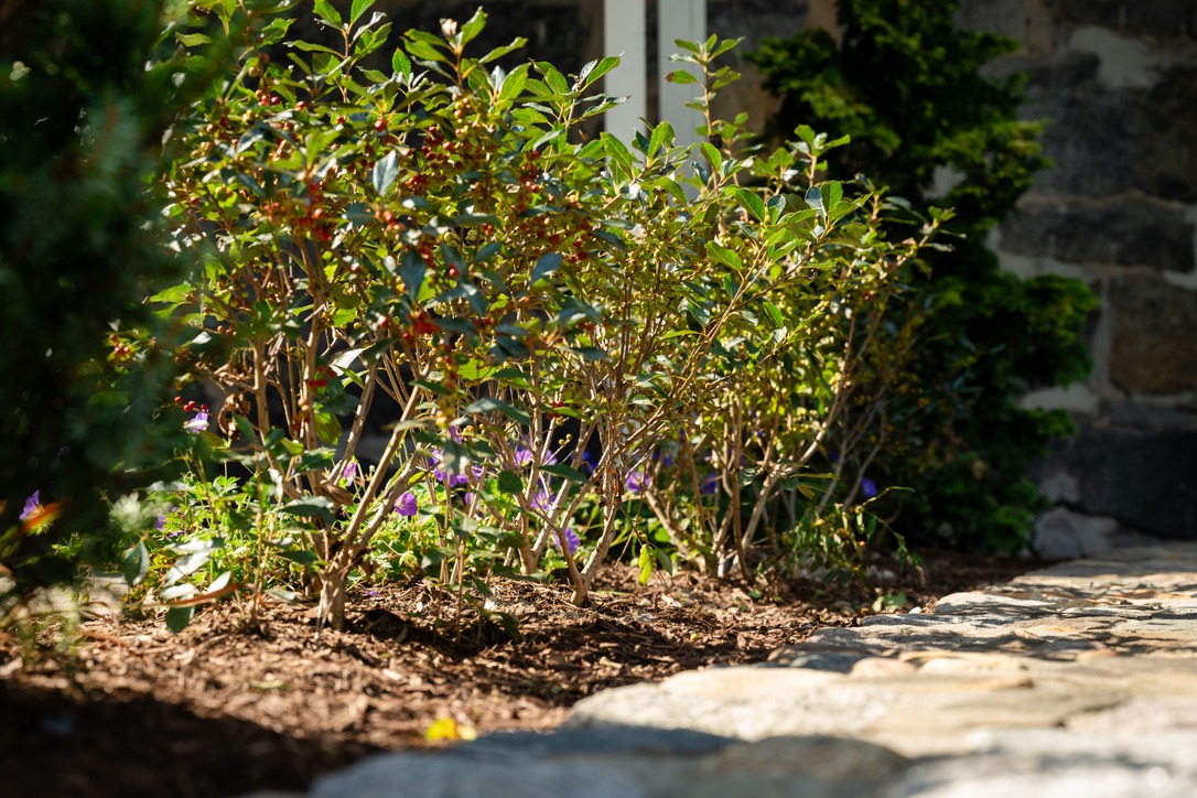 A sunlit garden features lush green bushes with red berries, purple flowers, and a textured stone path beside a stone wall.