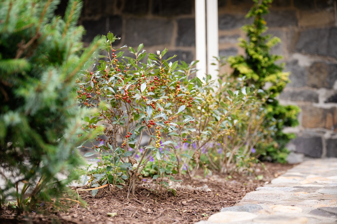 Close-up of vibrant red-berried shrubs by a stone wall and path. The scene offers a peaceful, well-maintained garden atmosphere.