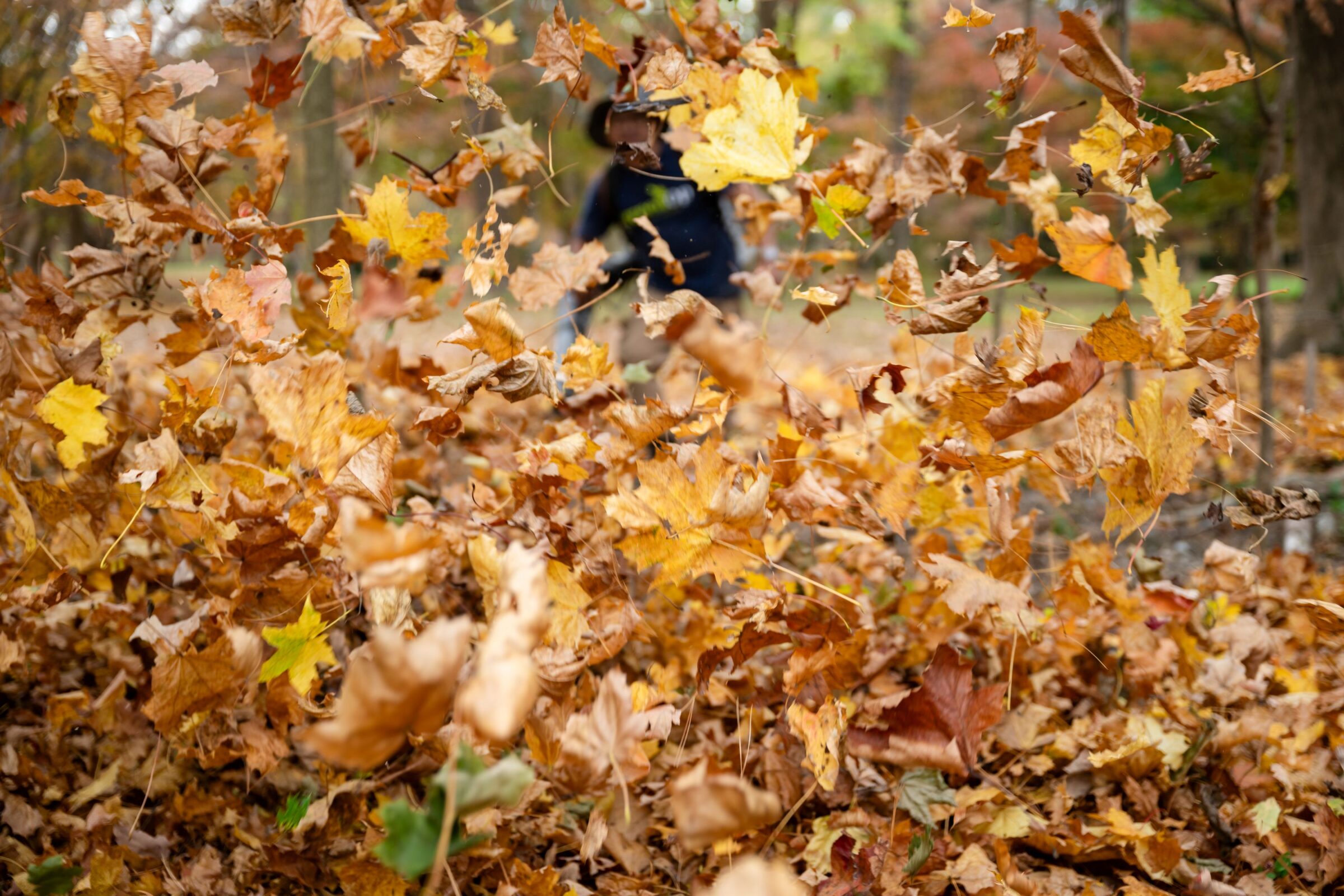 A person plays among colorful autumn leaves in a forest, showcasing the vibrant and dynamic beauty of the fall season.