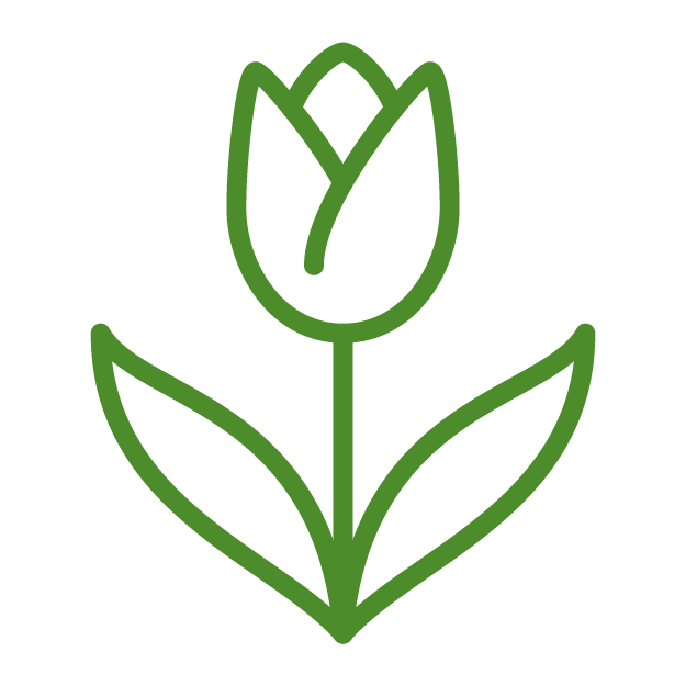 A simple green line drawing of a tulip with two leaves, set against a plain background.